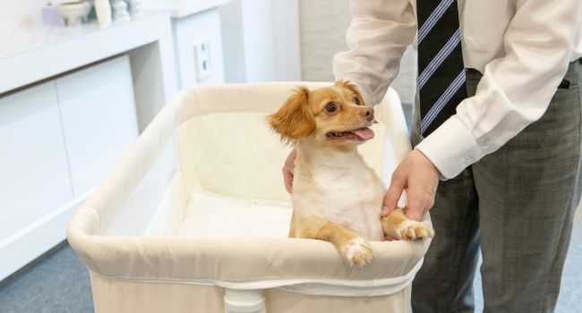 ペットも一緒に参列できるセレモール松江の家族葬